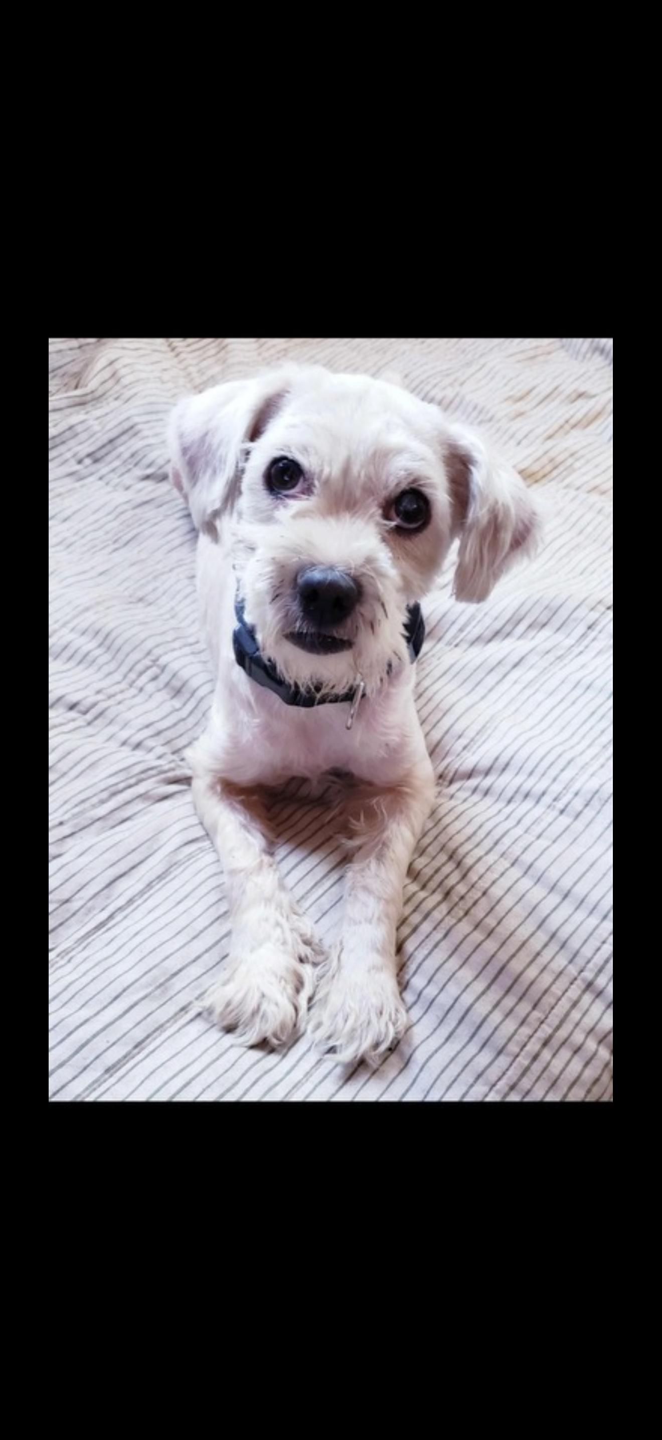 Sierra - The Sweetest Girl, a Adoptable Maltipoo in North Hollywood , CA image 3/5