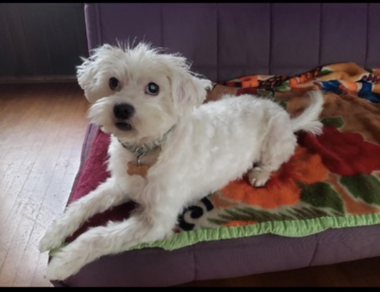 Enlarge Sierra - The Sweetest Girl, a Adoptable Maltipoo in North Hollywood , CA image 6/6