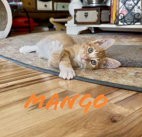 Mango  Willow Grove thumbnail 2