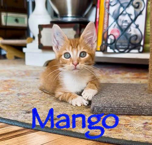 Mango Willow Grove photo 1