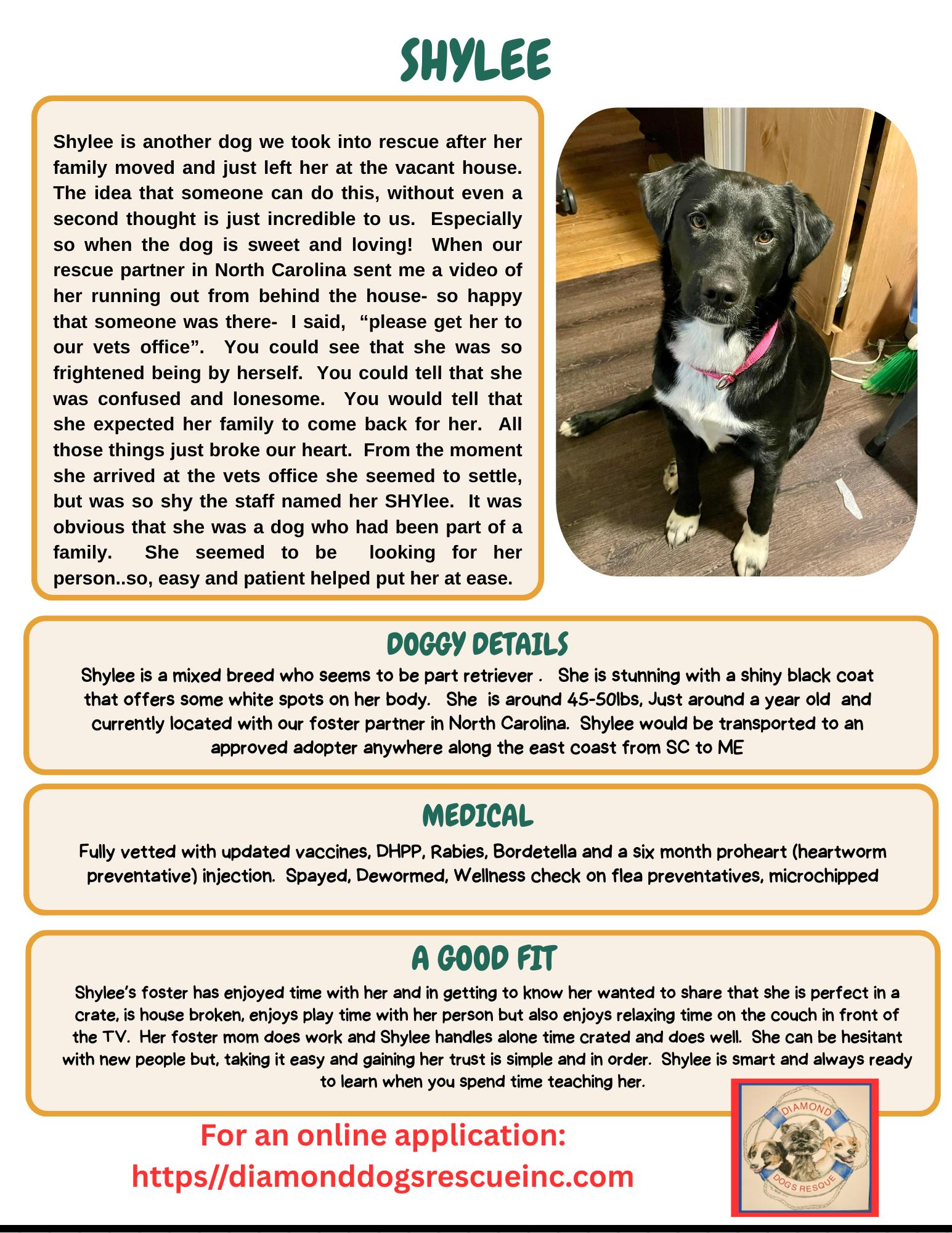 Shylee, a Adoptable mixed breed in Mount Holly, NJ image 2/6