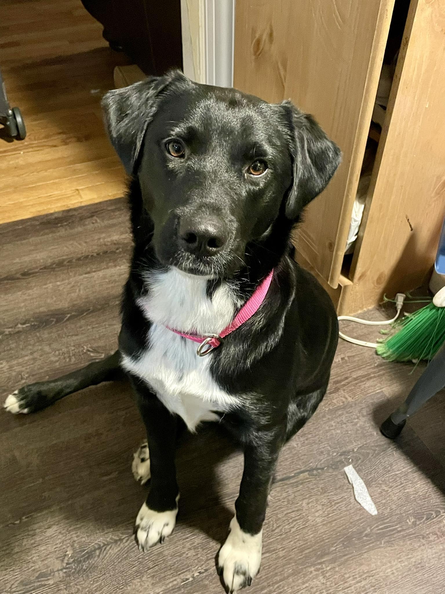 Shylee, a Adoptable mixed breed in Mount Holly, NJ image 1/6