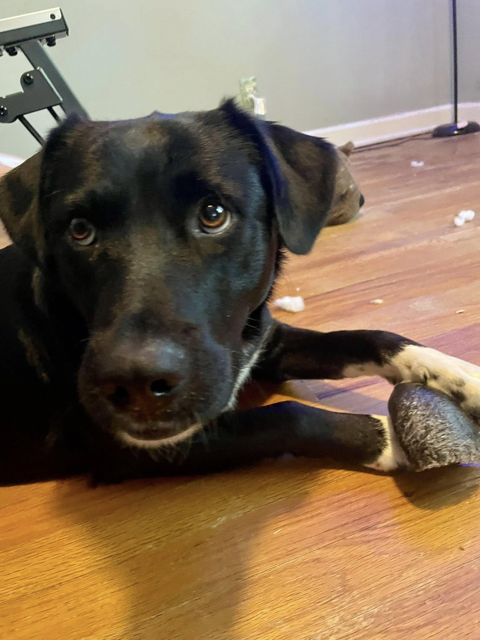 Shylee, a Adoptable mixed breed in Mount Holly, NJ image 3/6