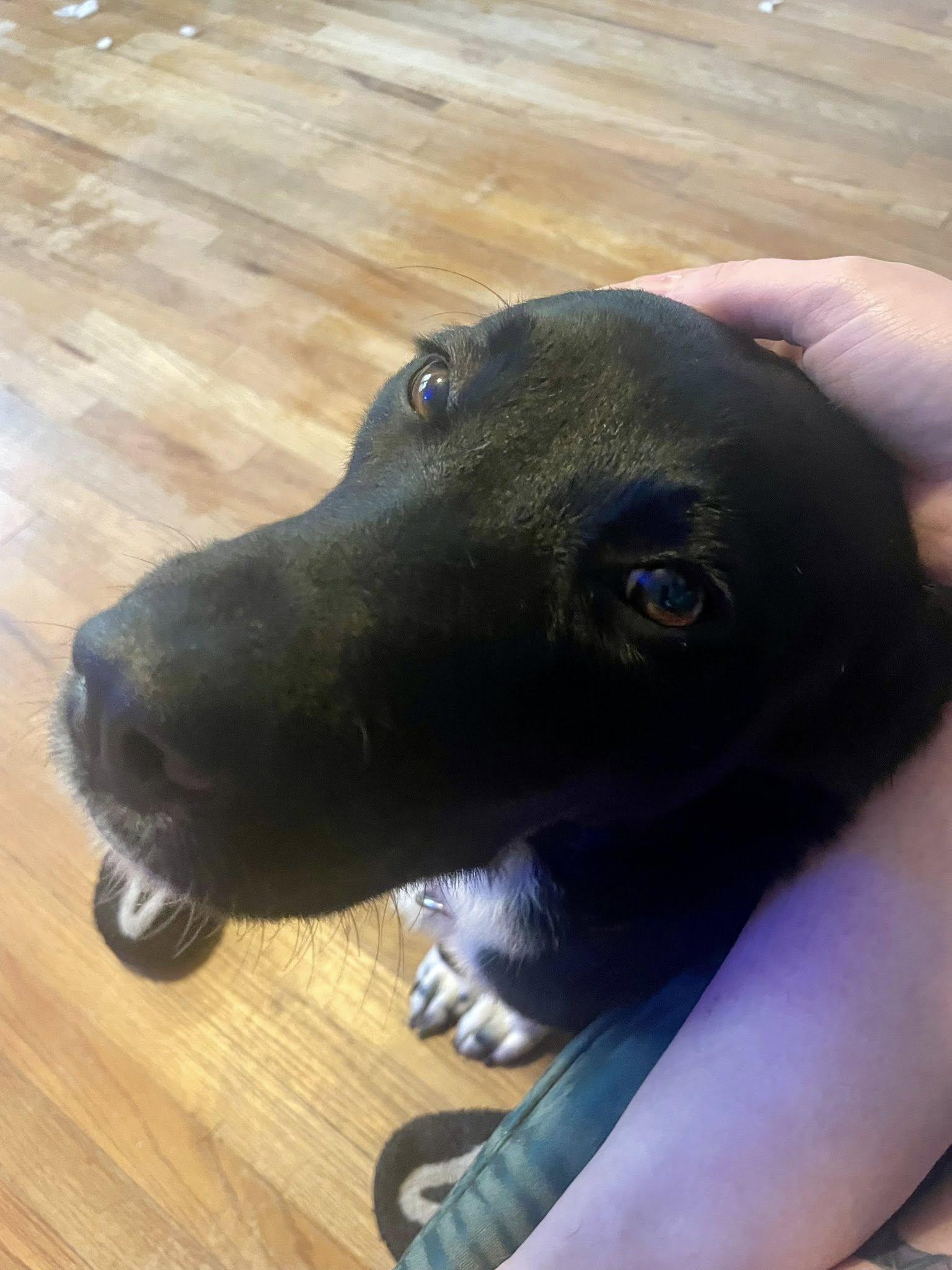 Shylee, a Adoptable mixed breed in Mount Holly, NJ image 4/6