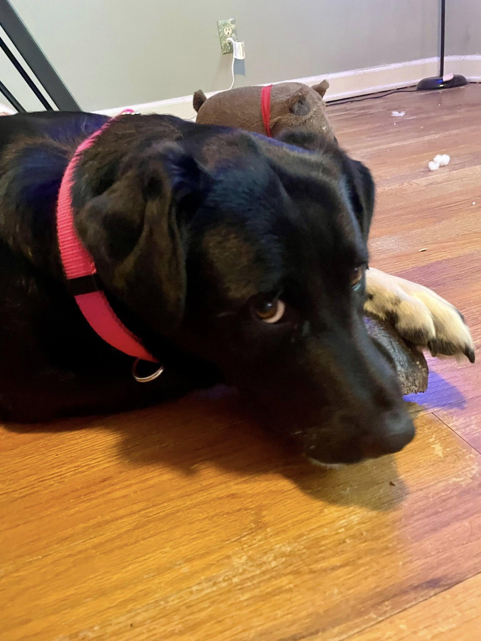 Shylee, a Adoptable mixed breed in Mount Holly, NJ image 6/6