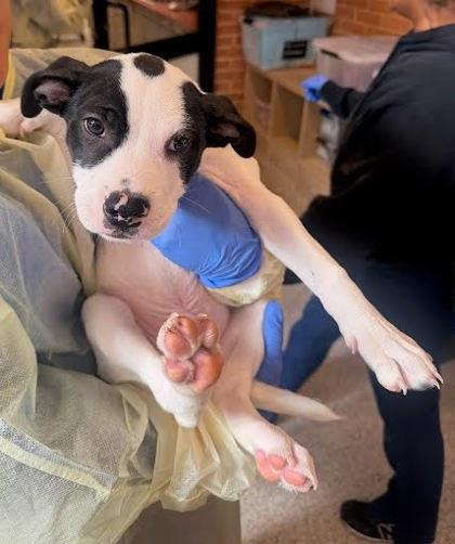 Enlarge Goose, a Adoptable mixed breed in Washington, DC image 1/1