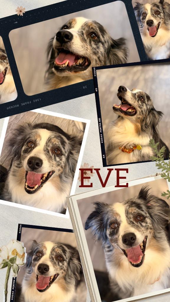 Enlarge Eve, a Adoptable Australian Shepherd in Rensselaer, IN image 1/1
