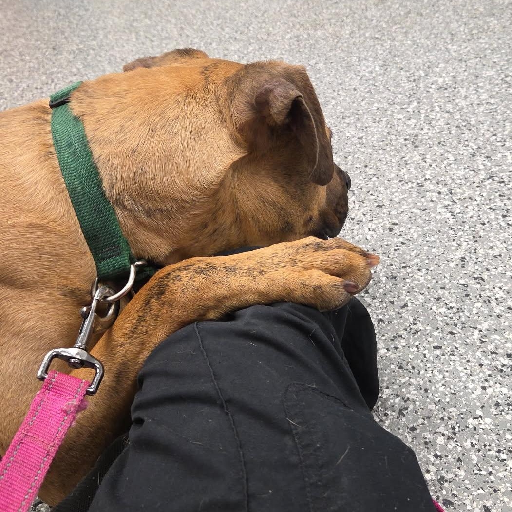 COPPER, a Adoptable Mixed Breed in Cranston, RI image 3/4
