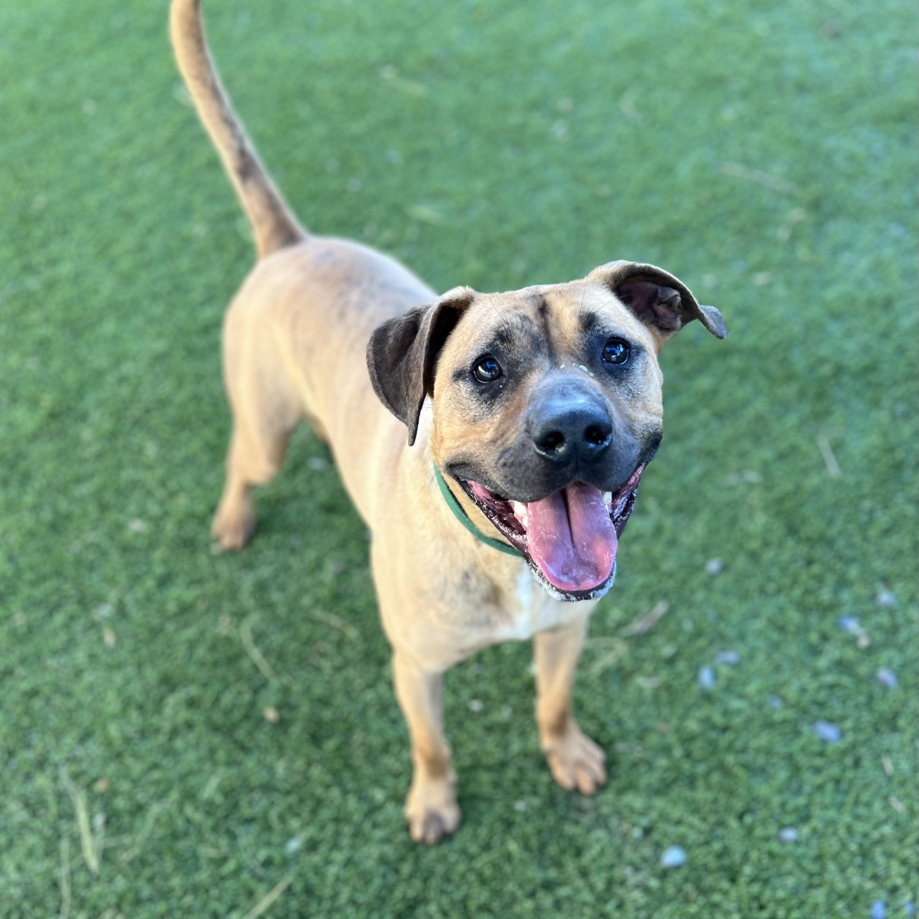 COPPER, Adoptable, Adult Male Mixed Breed.