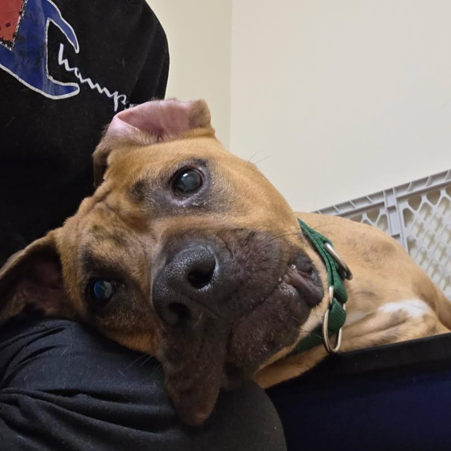 COPPER, a Adoptable Mixed Breed in Cranston, RI image 2/4