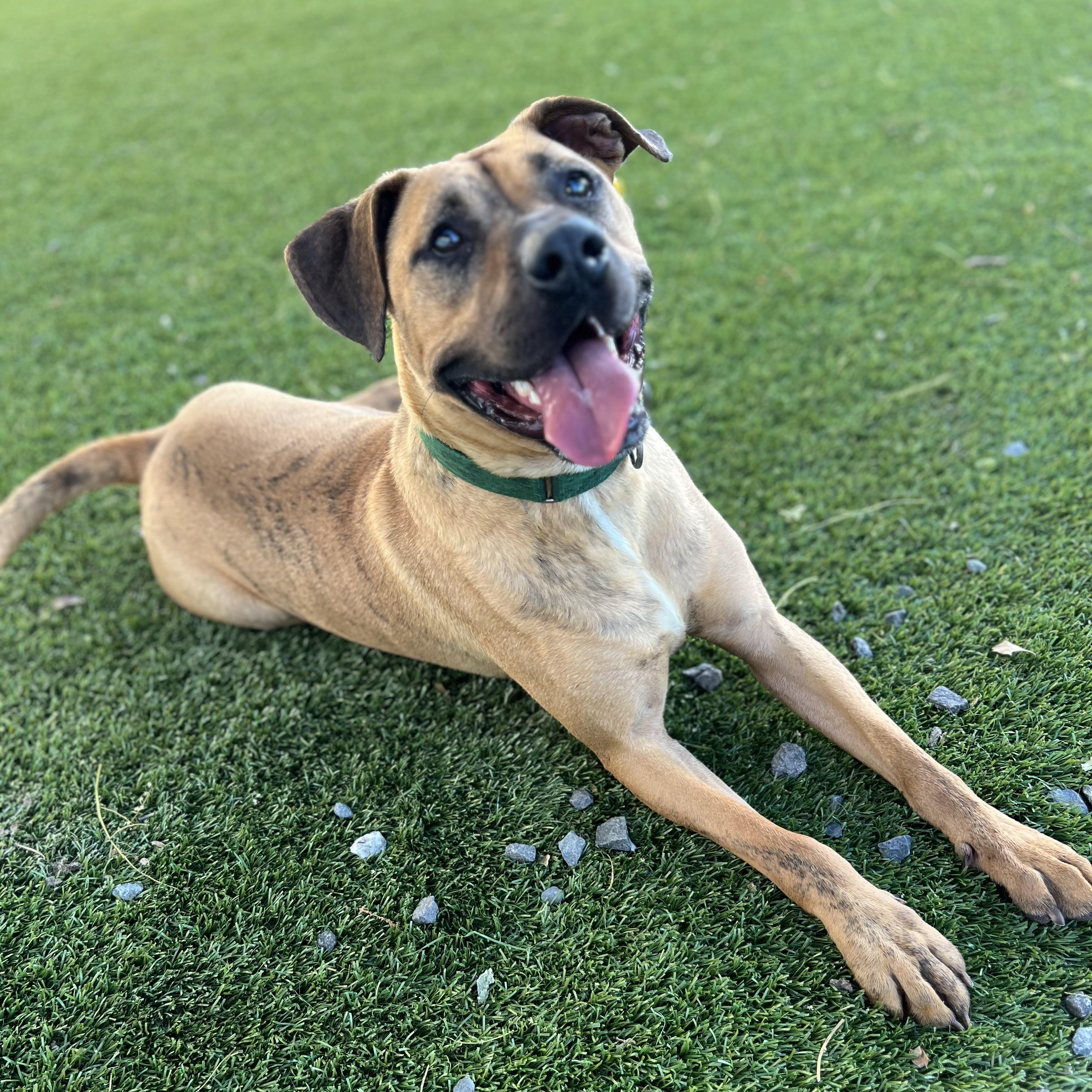 COPPER, Adoptable, Adult Male Mixed Breed.