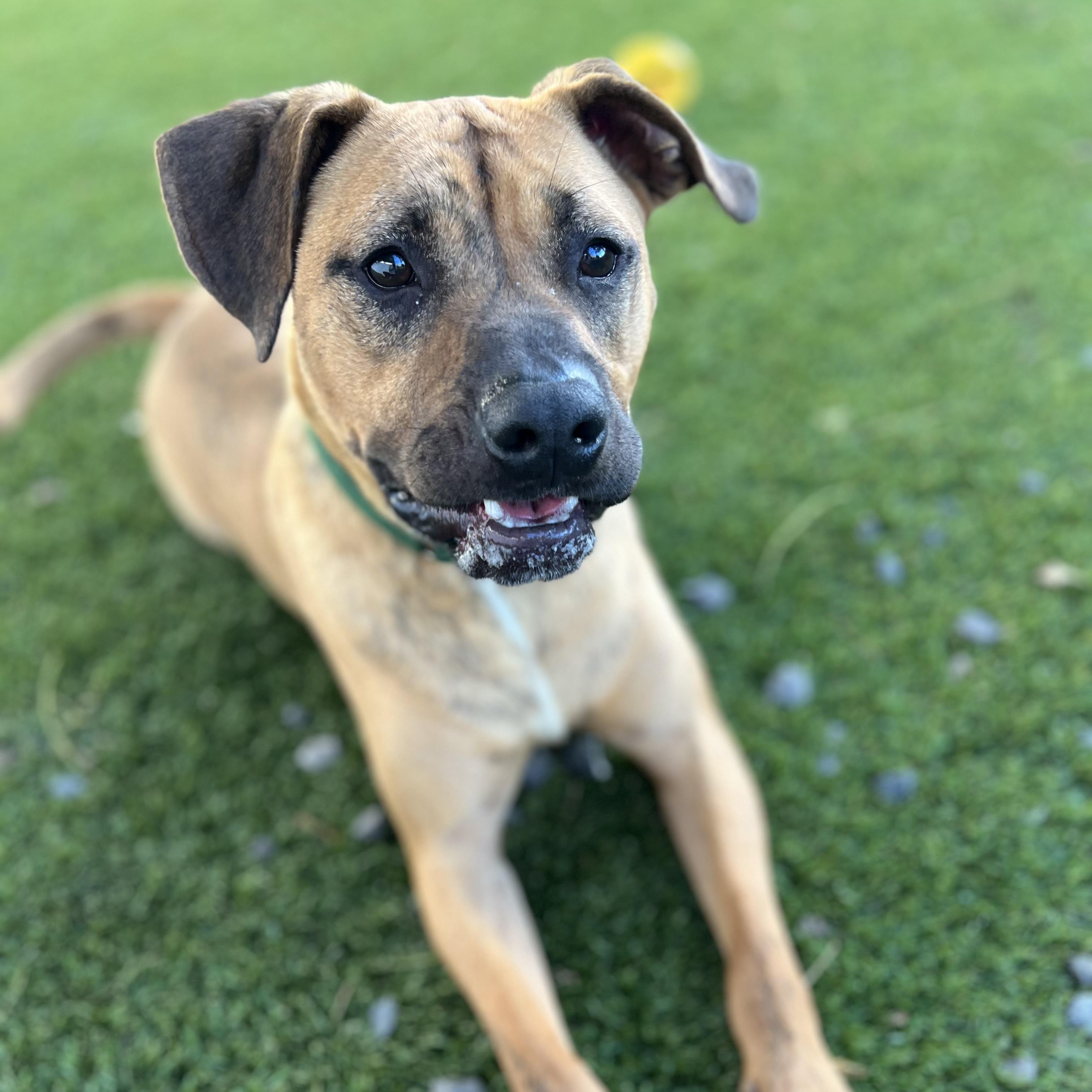COPPER, a Adoptable Mixed Breed in Cranston, RI image 3/3