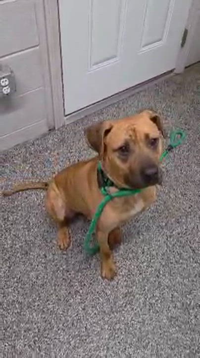 Enlarge COPPER, a Adoptable Mixed Breed in Cranston, RI video 4/4