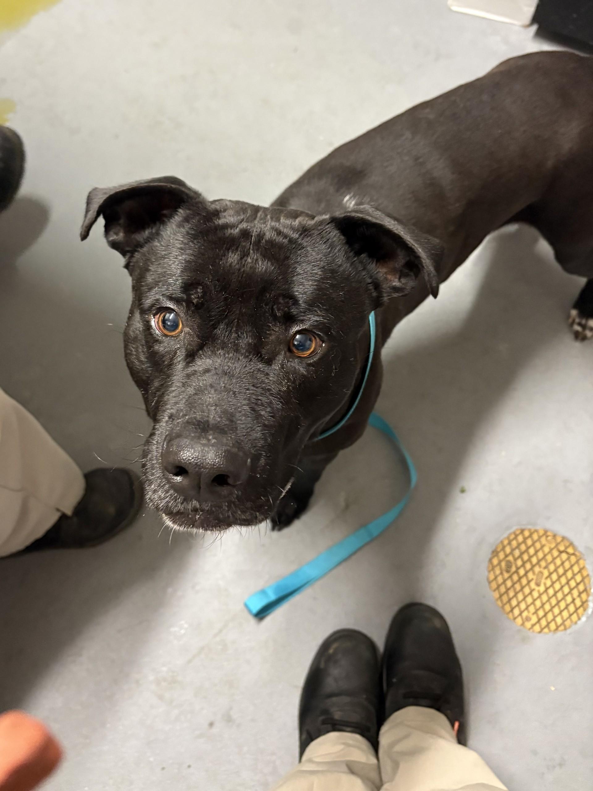 Enlarge Marrakesh, a ADOPTABLE Pit Bull Terrier in Ashland, VA image 3/3