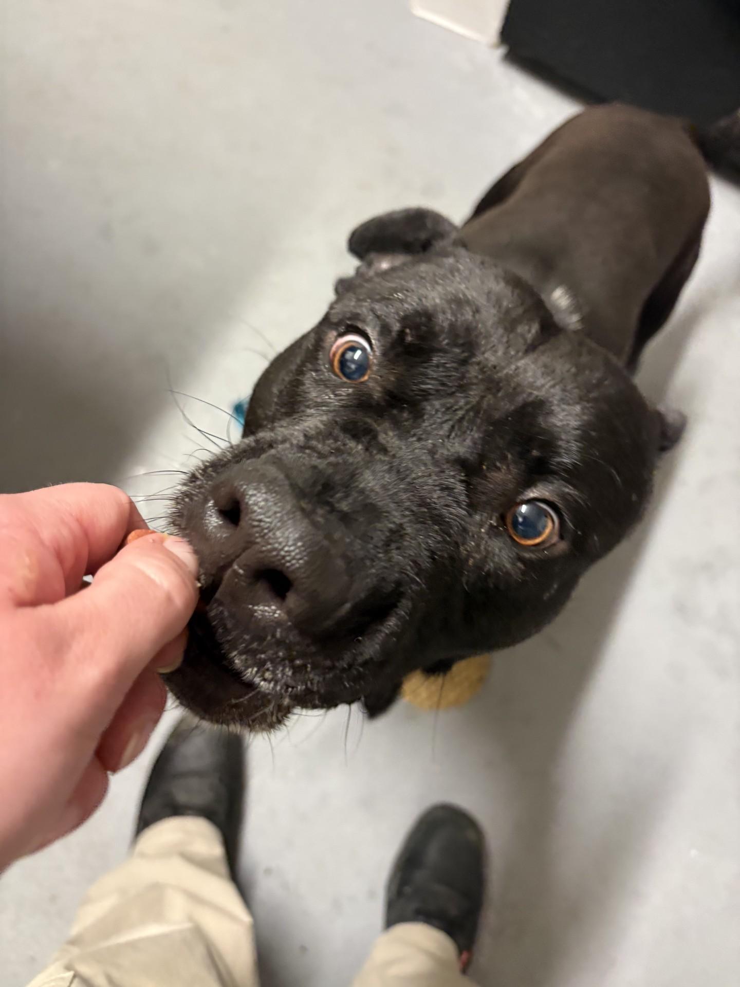 Enlarge Marrakesh, a ADOPTABLE Pit Bull Terrier in Ashland, VA image 2/3