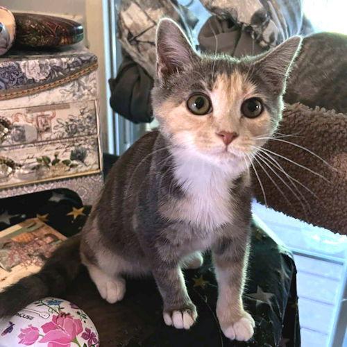 Dorothy, a Adopted Calico in Rutherfordton, NC image 1/3