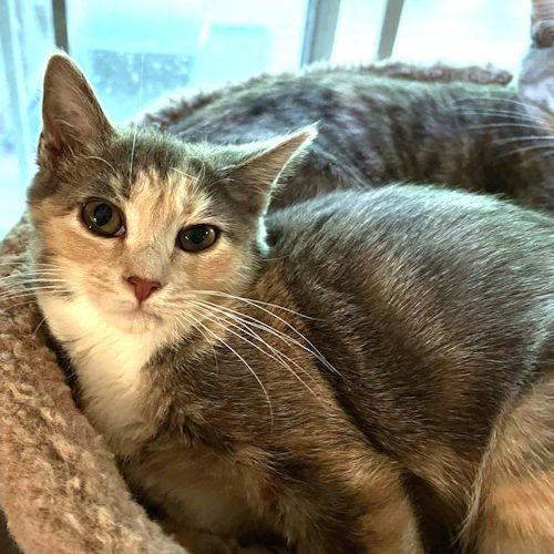 Dorothy, a Adopted Calico in Rutherfordton, NC image 2/3