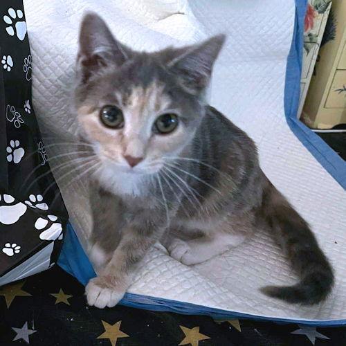 Dorothy, a Adopted Calico in Rutherfordton, NC image 3/3