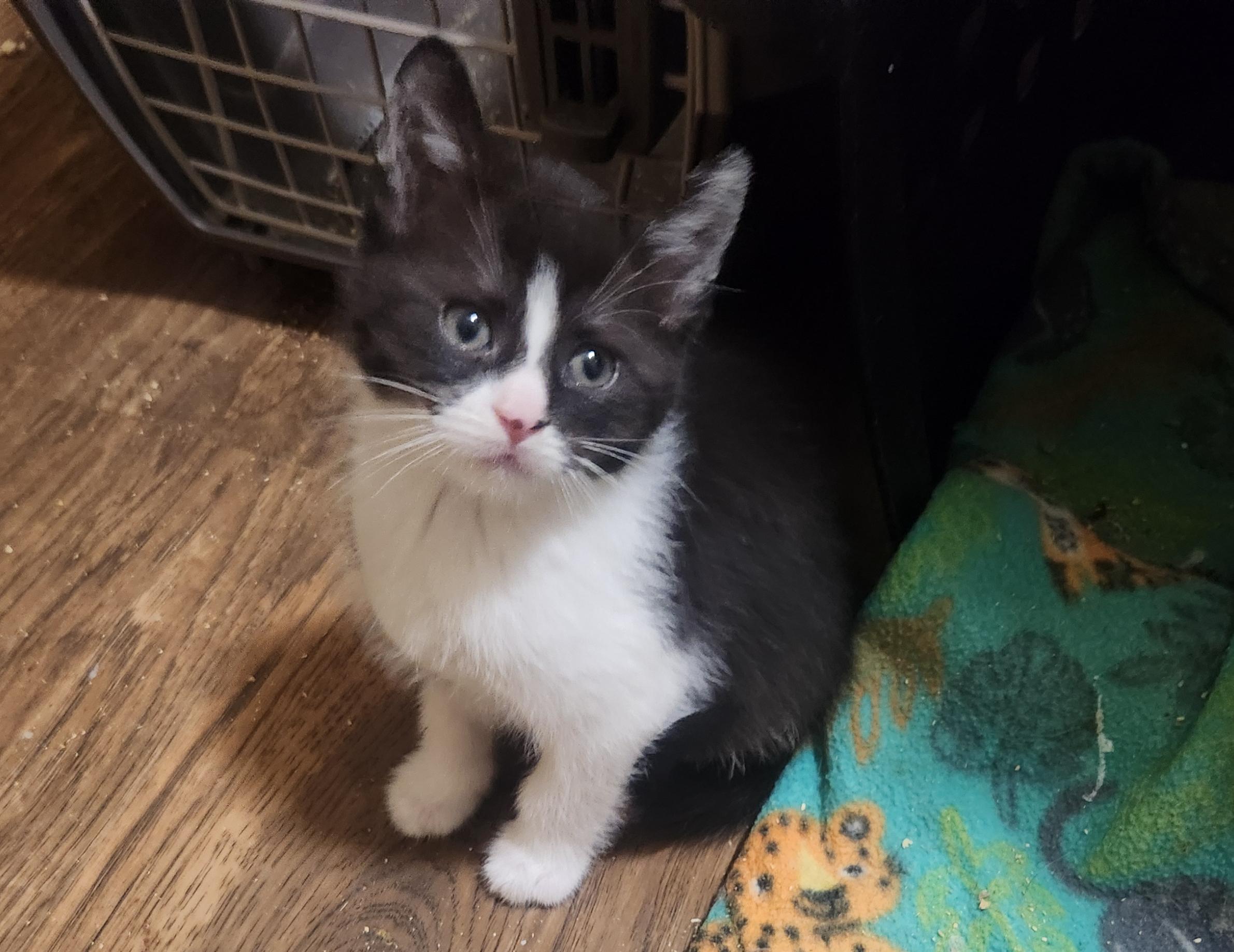 Enlarge Dilys, an adopted Domestic Short Hair in Albany, NY image 1/1