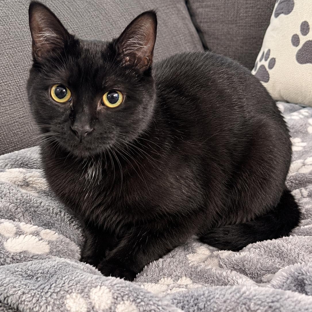 Minnie, Adopted, Young Female Domestic Medium Hair.
