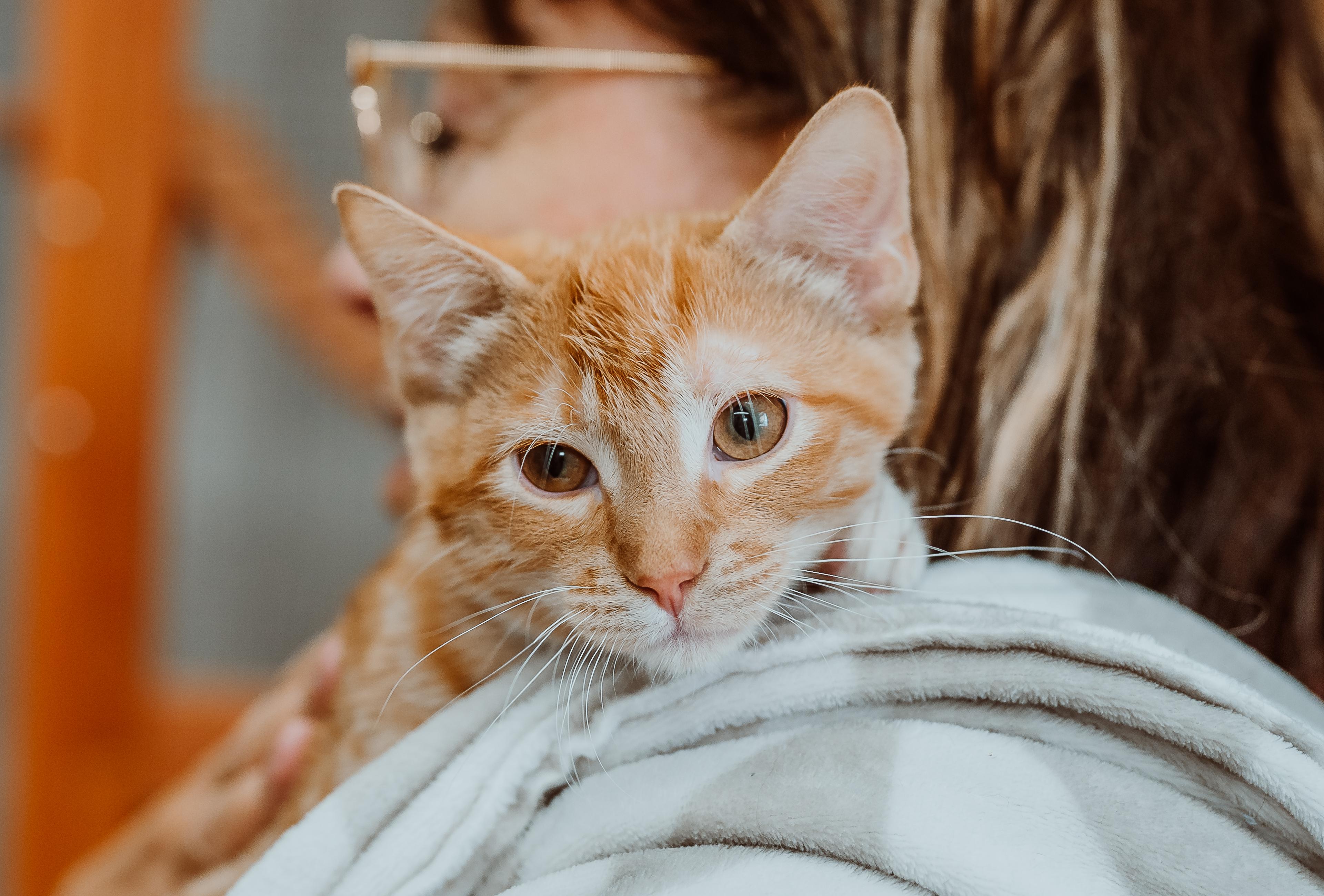 Flash, Adoptable, Young Male Domestic Short Hair.