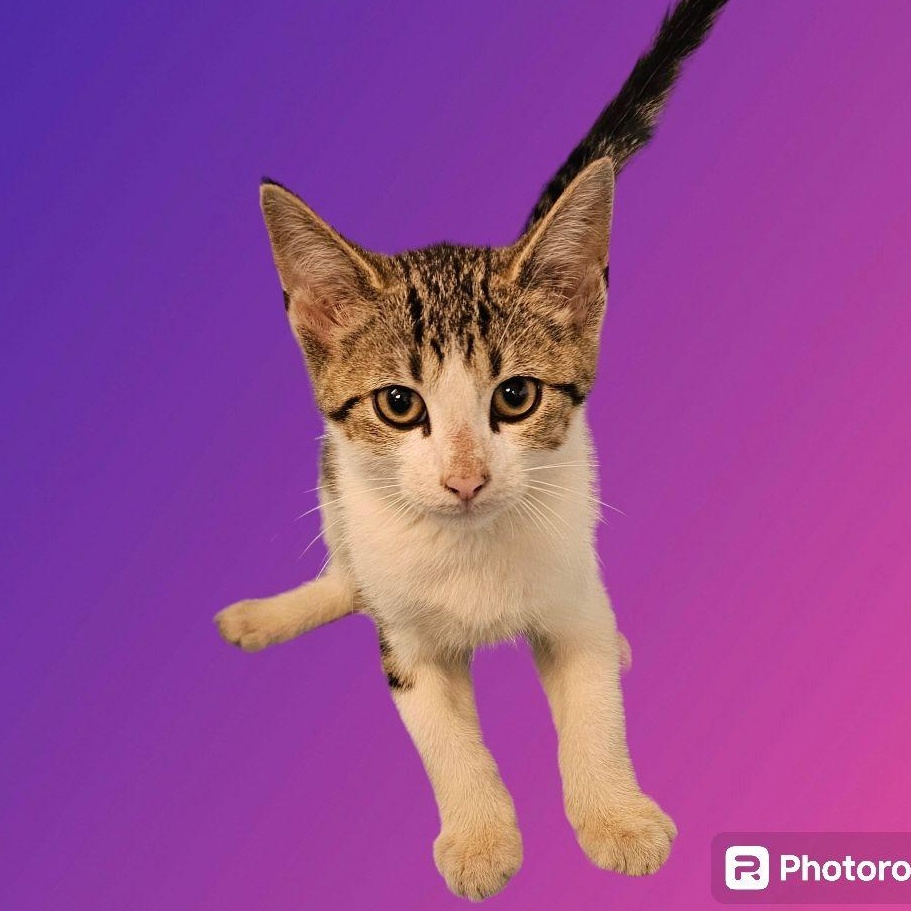 Cat for adoption Molly, a Domestic Short Hair & Tabby Mix in New