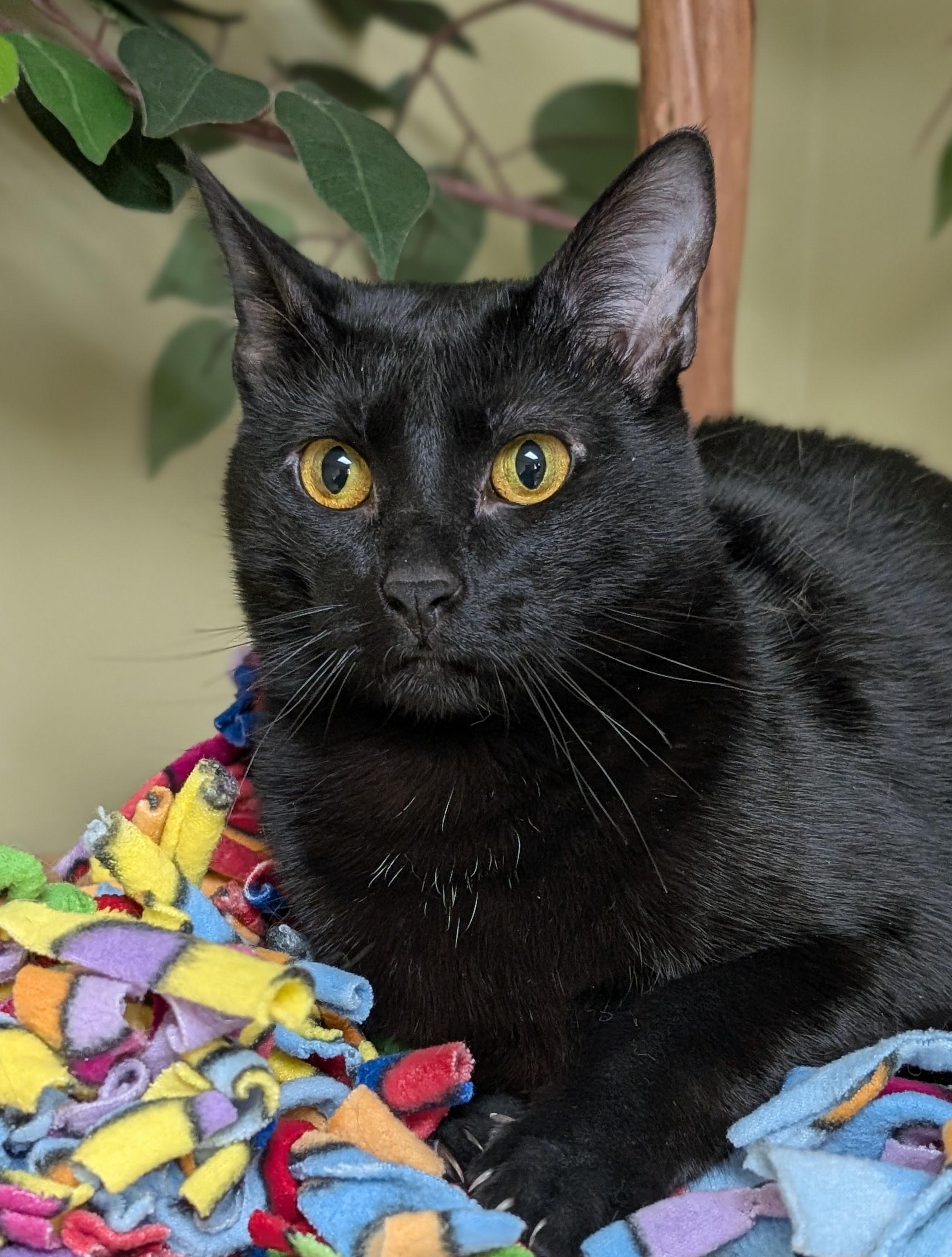 Enlarge Maple, a Adoptable Domestic Short Hair in Hastings, NE image 1/5