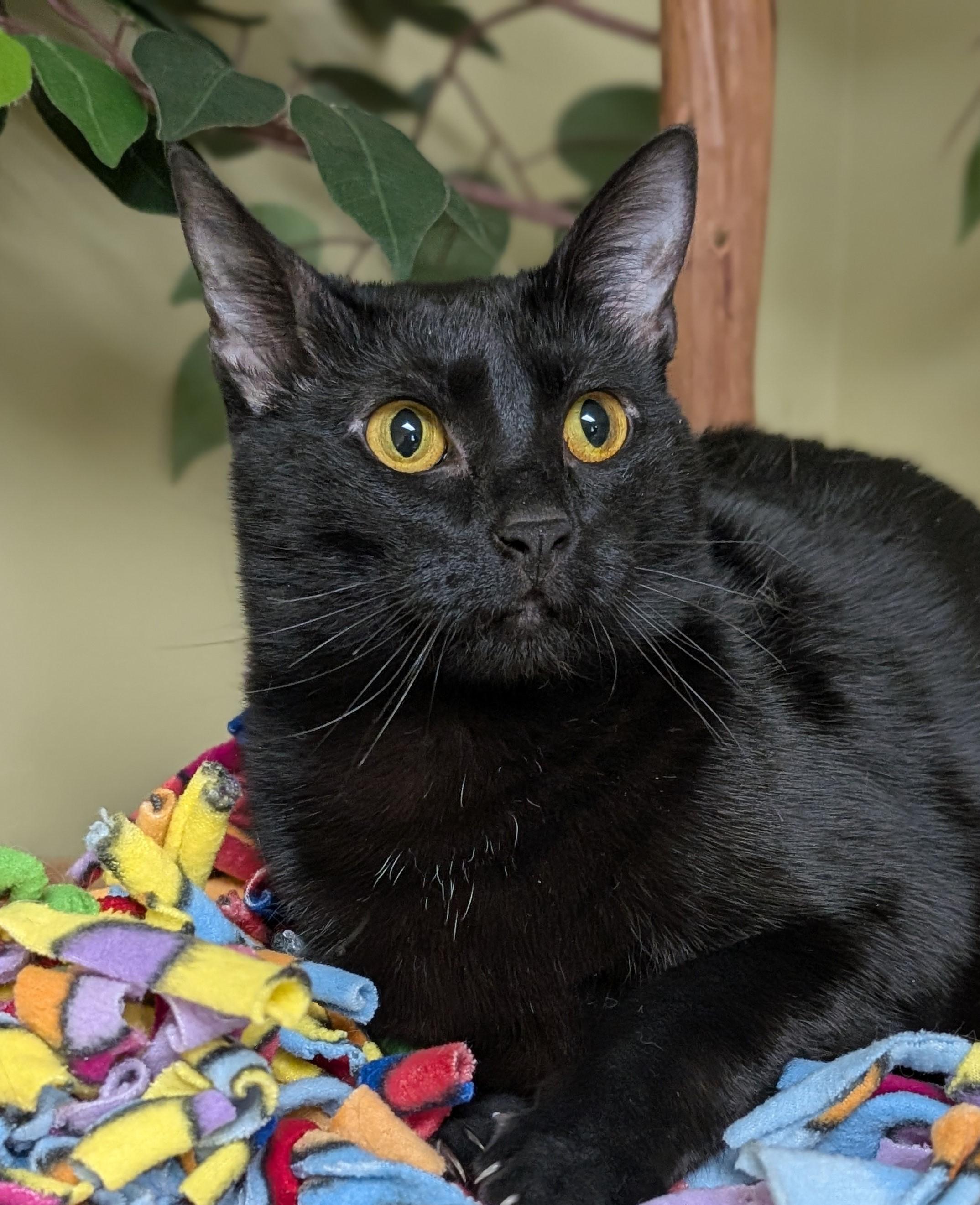 Enlarge Maple, a Adoptable Domestic Short Hair in Hastings, NE image 4/5