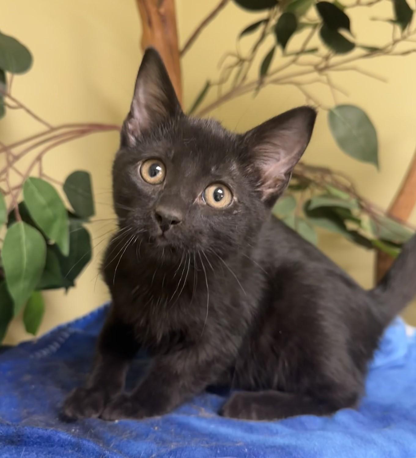 Maple, a Adoptable Domestic Short Hair in Hastings, NE image 1/3