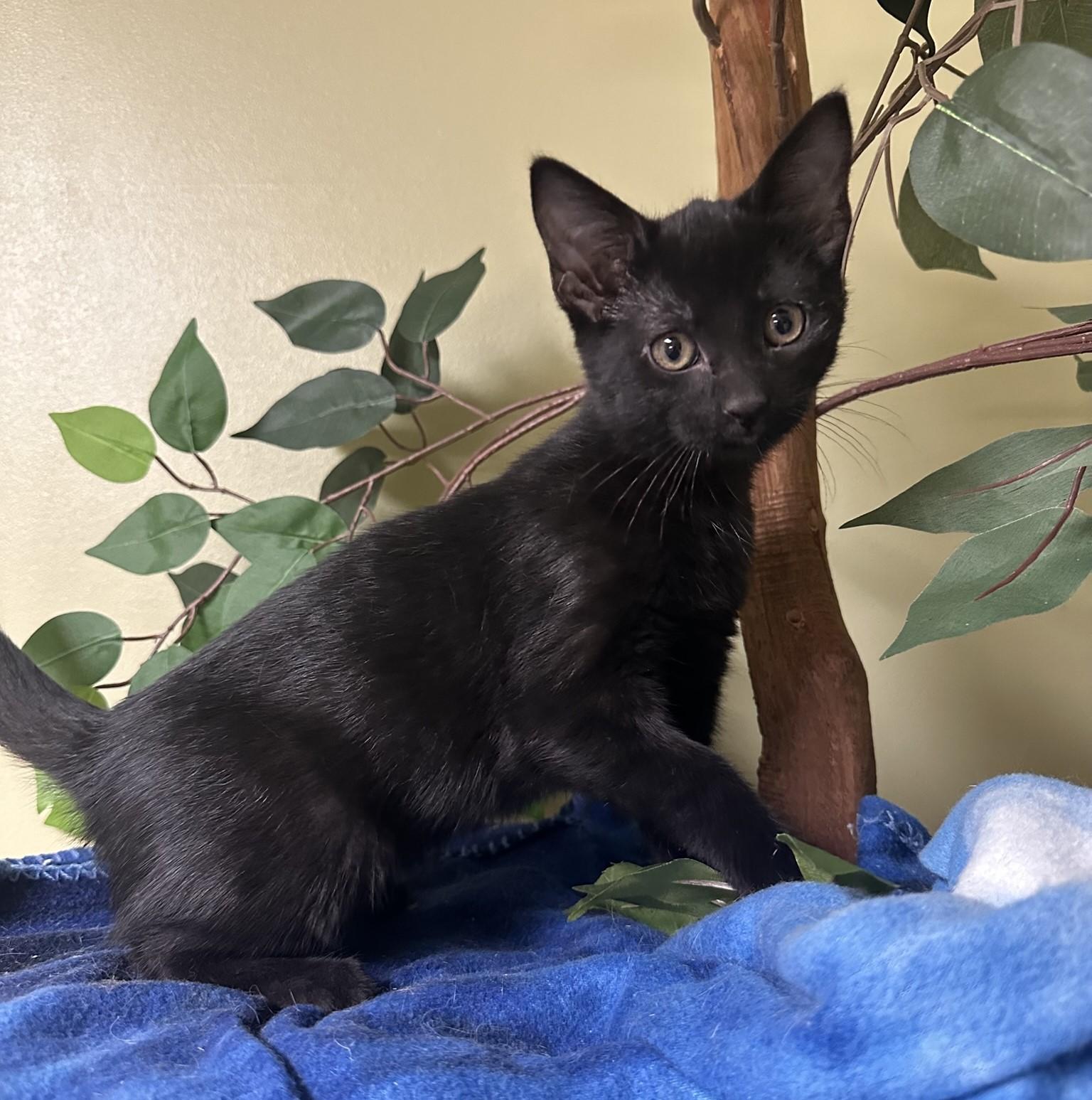 Maple, a Adoptable Domestic Short Hair in Hastings, NE image 2/3