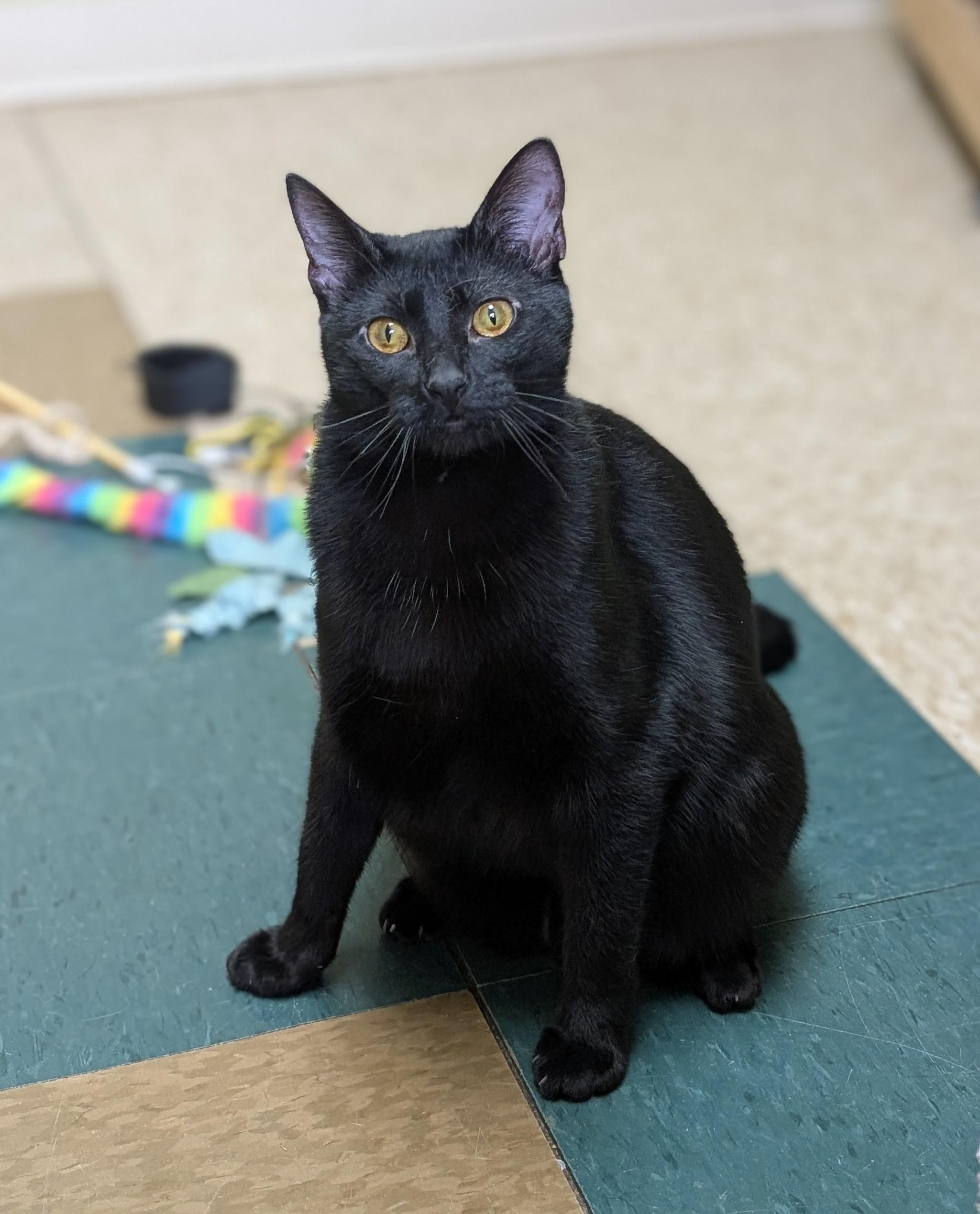 Enlarge Maple, a Adoptable Domestic Short Hair in Hastings, NE image 3/5