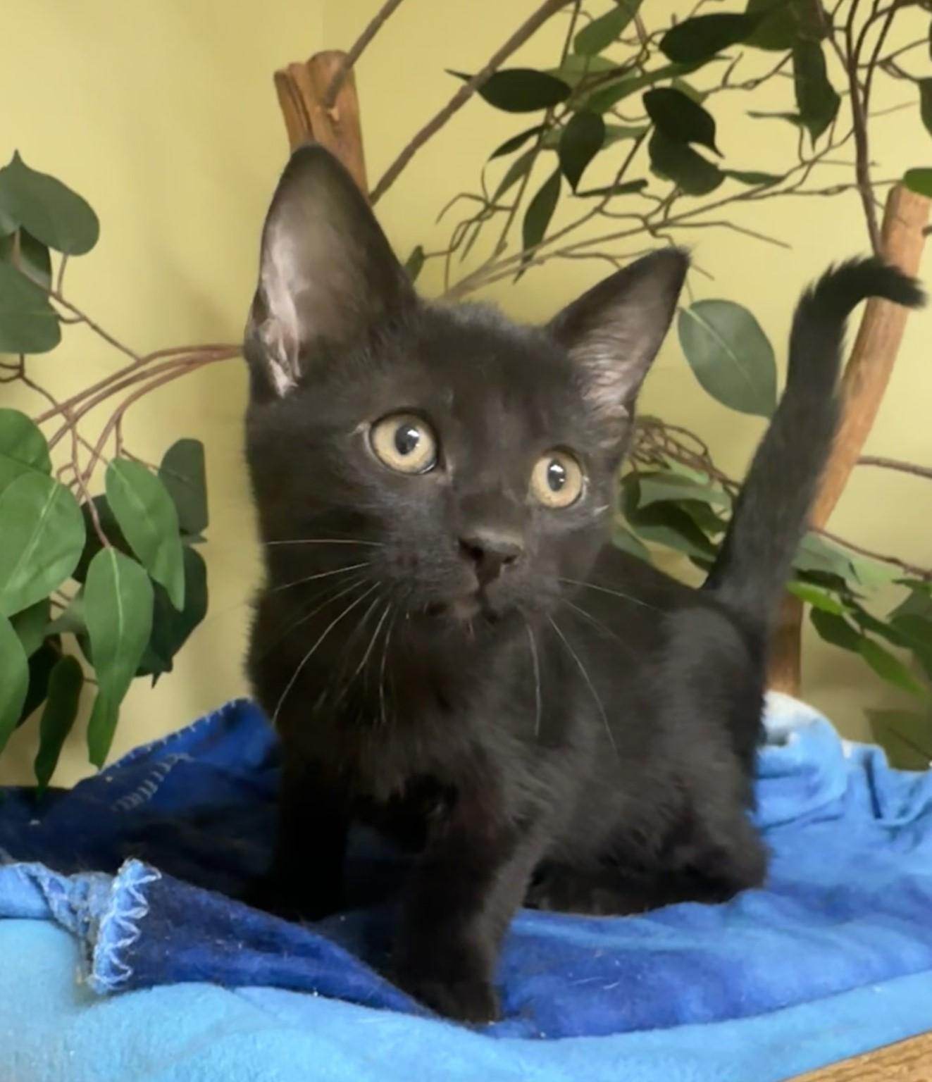 Maple, a Adoptable Domestic Short Hair in Hastings, NE image 3/3