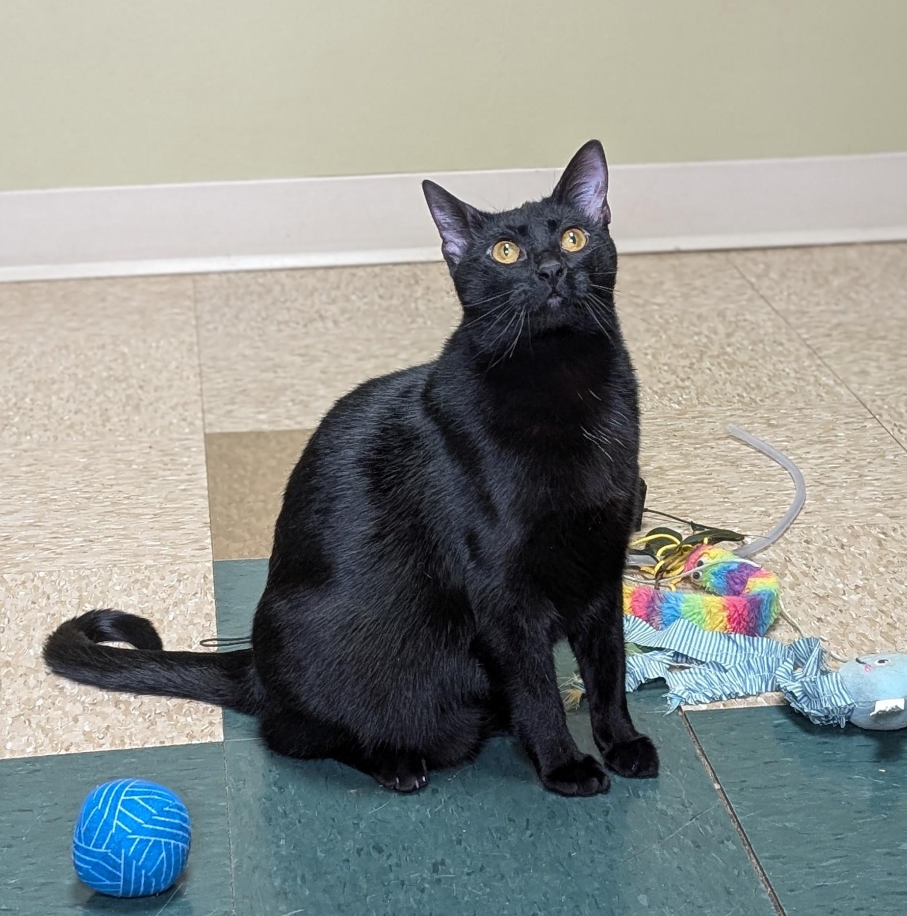 Enlarge Maple, a Adoptable Domestic Short Hair in Hastings, NE image 2/5