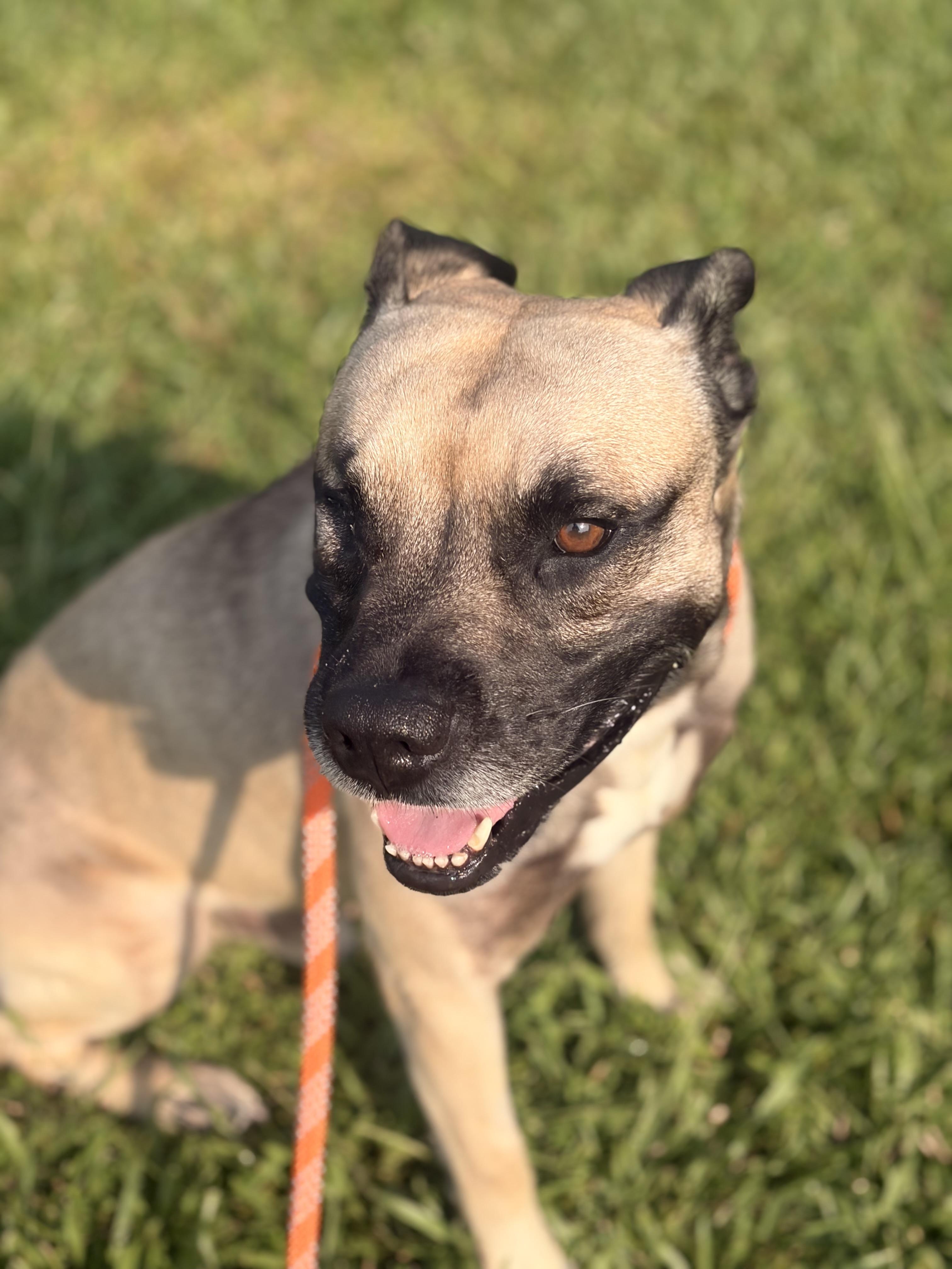 Bruce, a Adoptable mixed breed in Winnabow, NC image 1/5