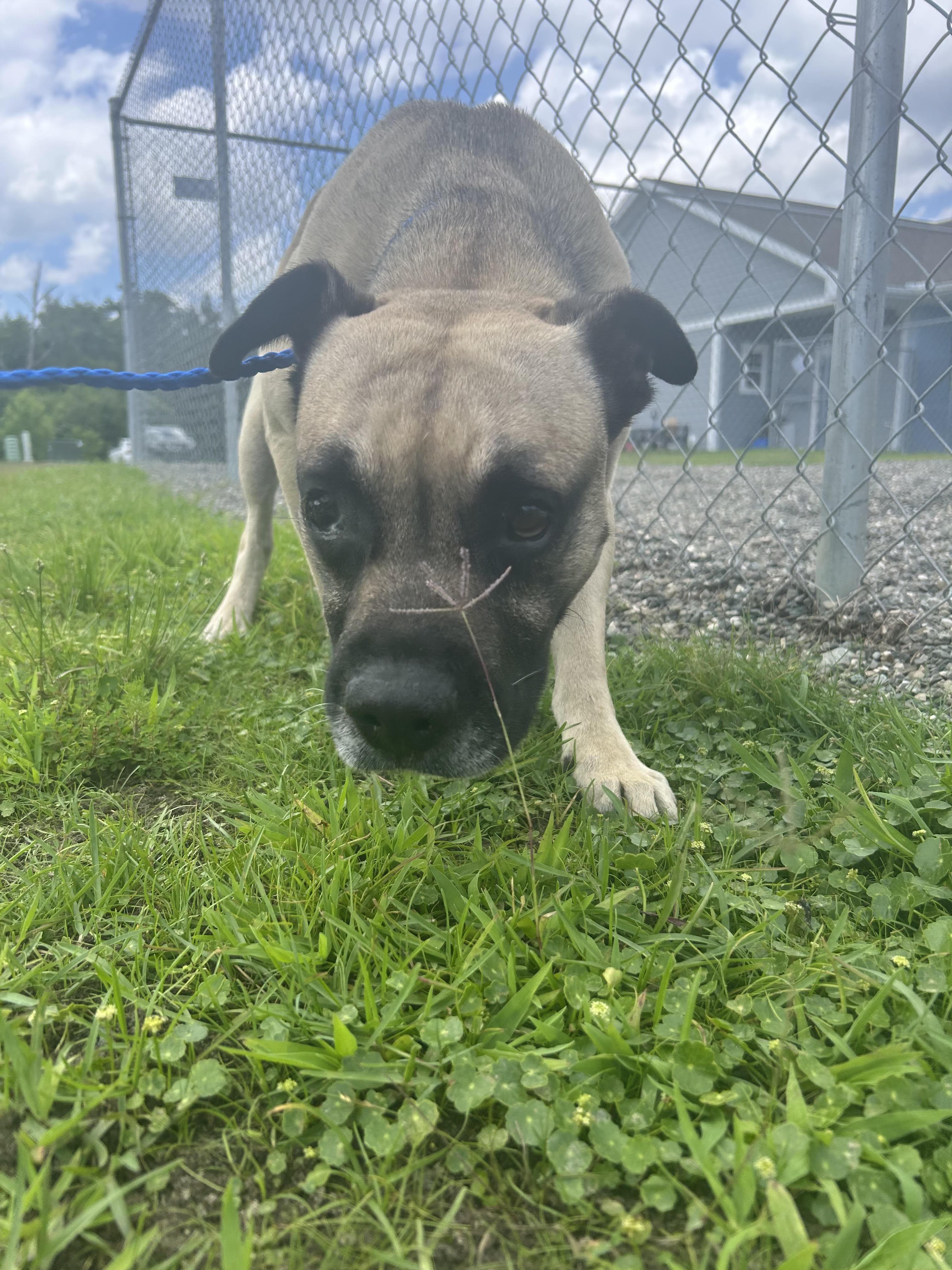 Bruce, a Adoptable mixed breed in Winnabow, NC image 2/5