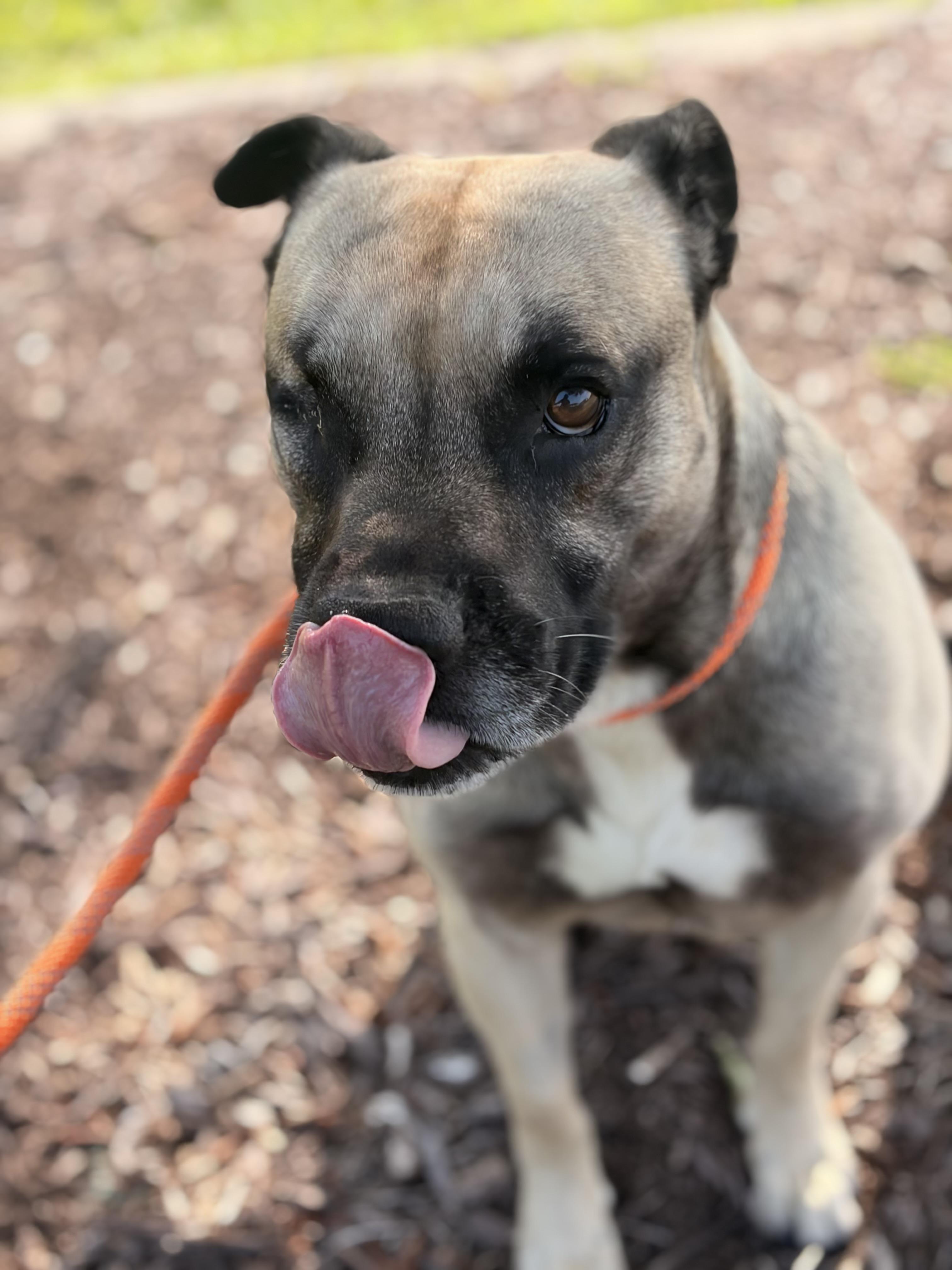 Bruce, a Adoptable mixed breed in Winnabow, NC image 3/5