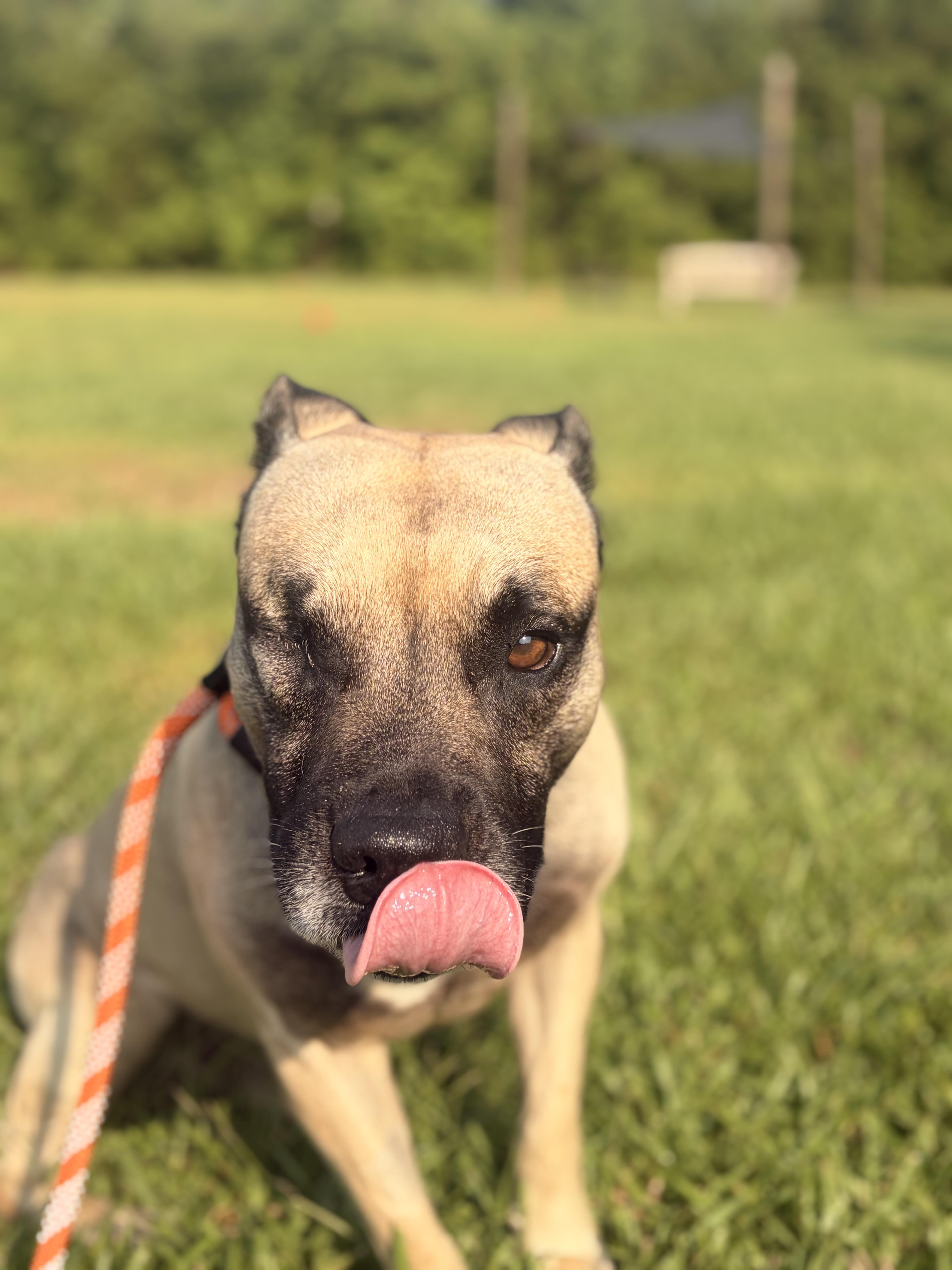 Bruce, a Adoptable mixed breed in Winnabow, NC image 4/5