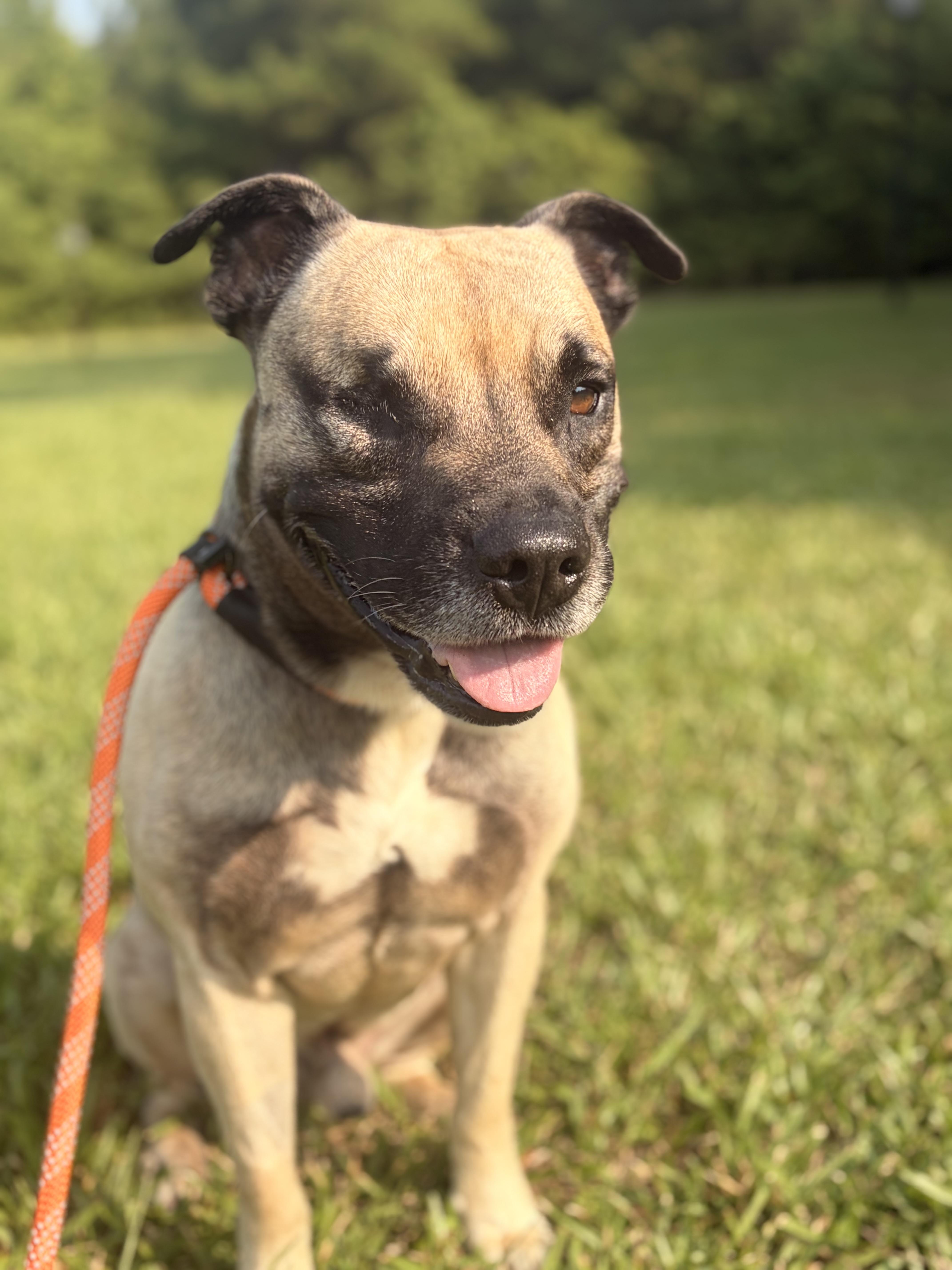 Bruce, a Adoptable mixed breed in Winnabow, NC image 5/5