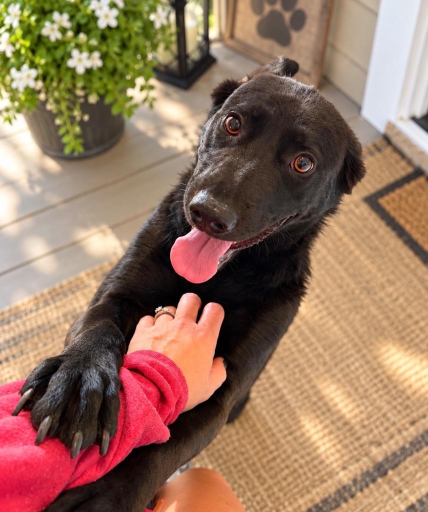 Enlarge Midnight, a Adopted mixed breed in Centralia, IL image 1/1