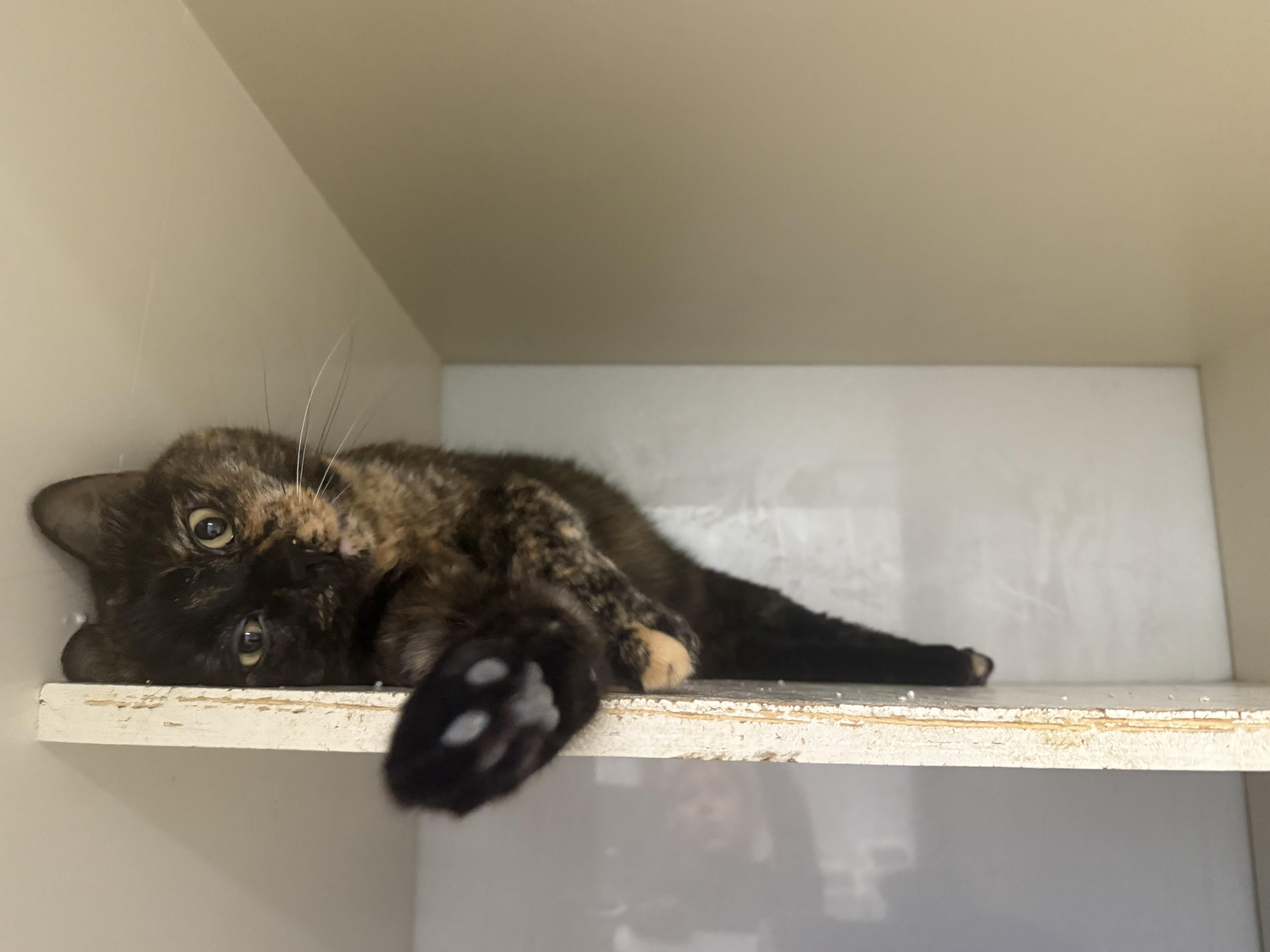 Sabrina, a Adoptable Tortoiseshell in North Adams, MA image 1/2