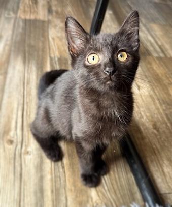 Wanda & Pepper, Adoptable, Kitten Female Domestic Short Hair.