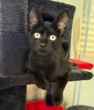 Pepper, Adoptable, Young Female Domestic Short Hair.