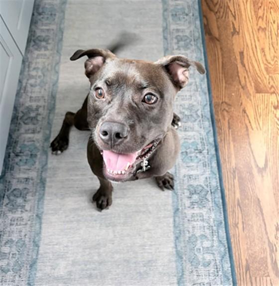 OATLY, Adoptable, Young Female Terrier & Mixed Breed.