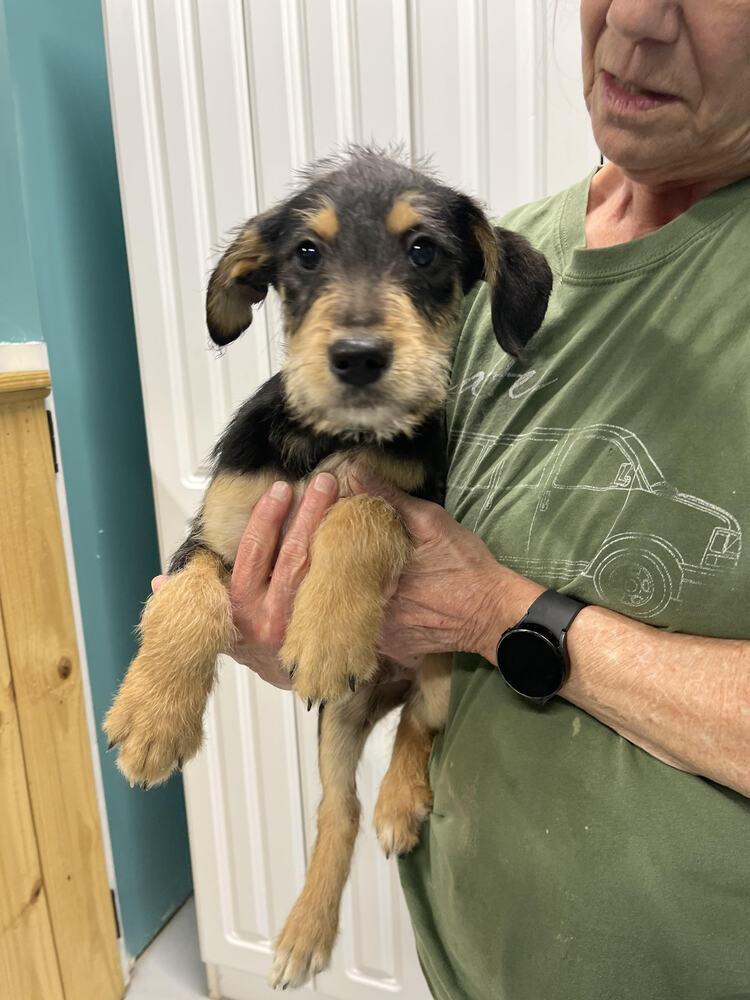 Blaze, Adopted, Puppy Male Goldendoodle & Mixed Breed.