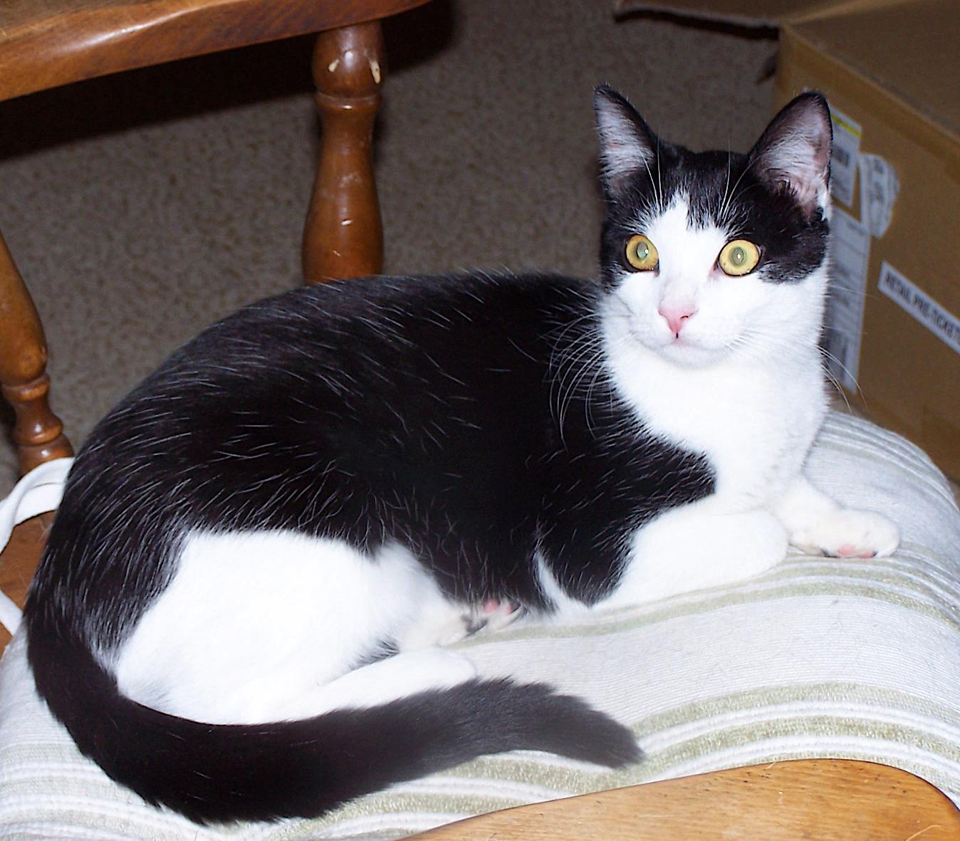 Enlarge Kala, a Adopted mixed breed in Honeoye, NY image 1/6