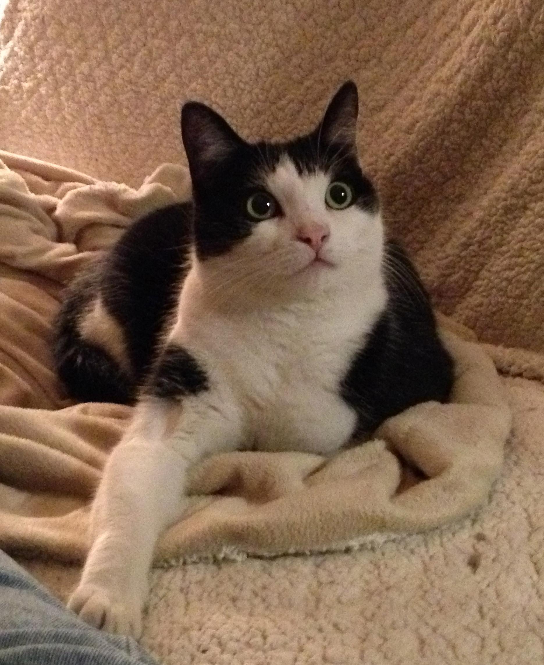 Enlarge Kala, a Adopted mixed breed in Honeoye, NY image 2/6