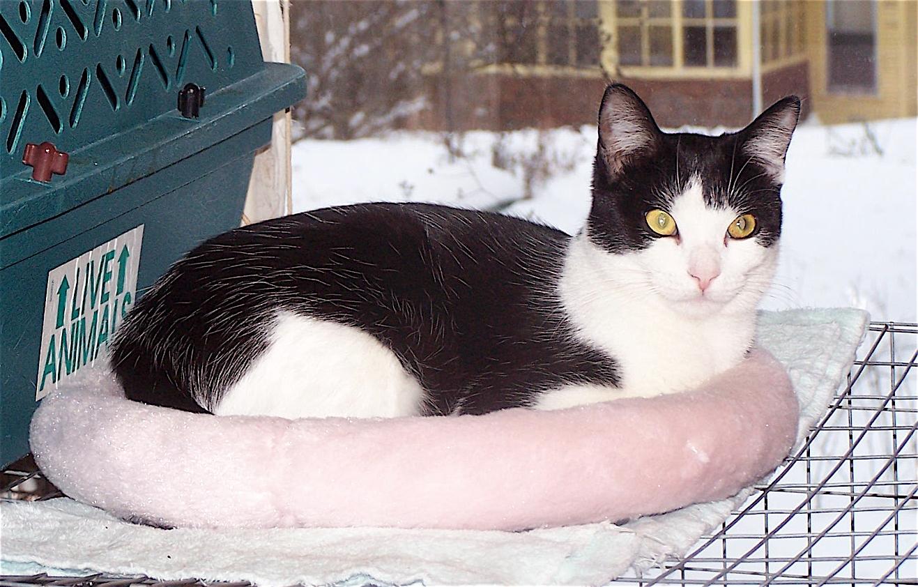 Enlarge Kala, a Adopted mixed breed in Honeoye, NY image 3/6