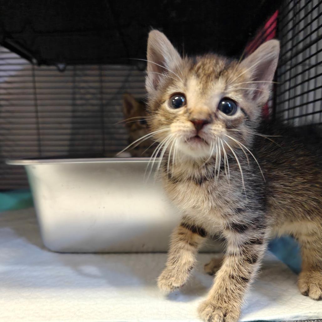 Minh, Adoptable, Kitten Female American Shorthair.