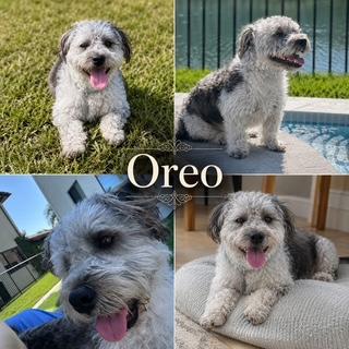 Oreo (FOSTER; FOSTER-TO-ADOPT), Adoptable, Young Male Terrier.