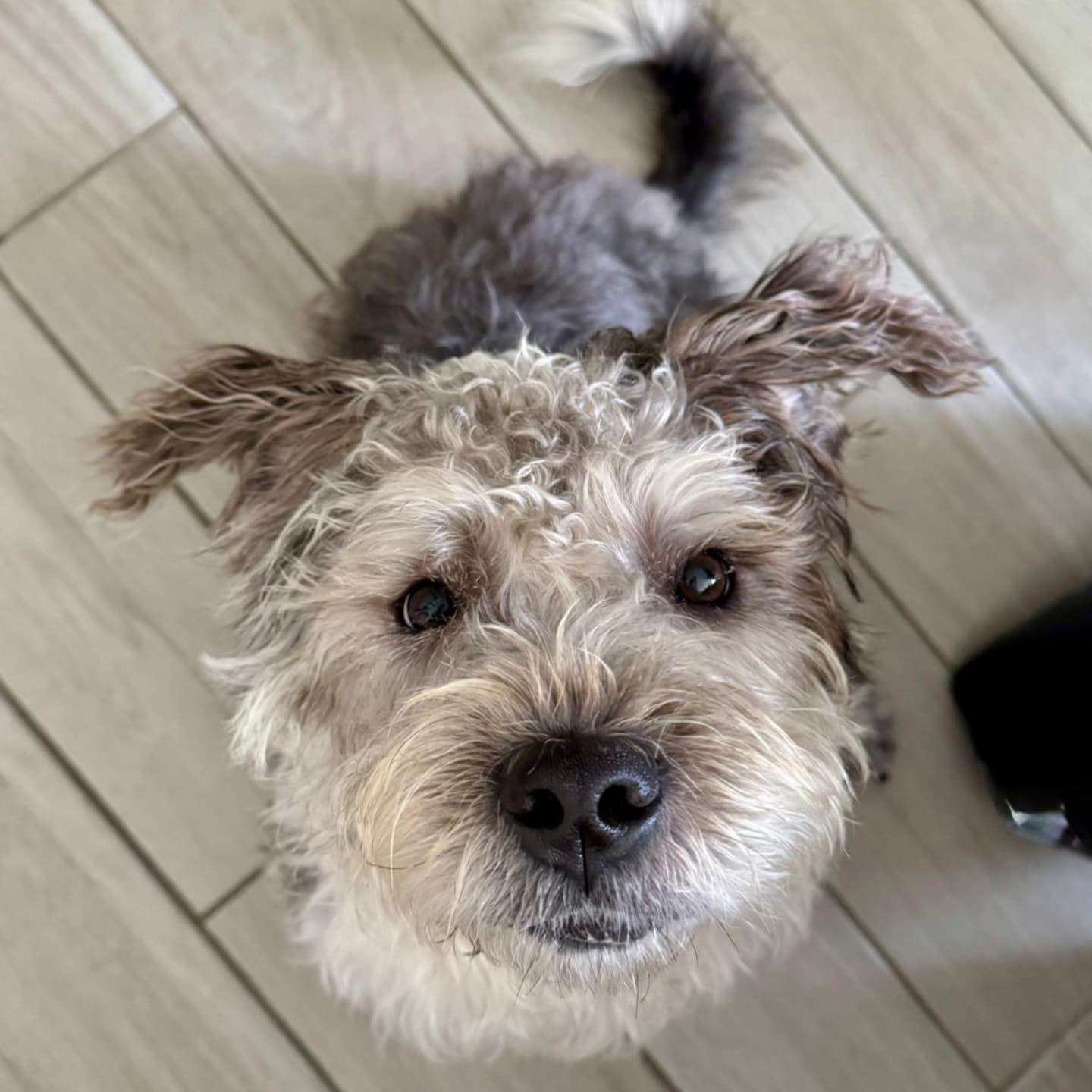 Enlarge Oreo, a Adoptable mixed breed in Miami, FL image 2/6